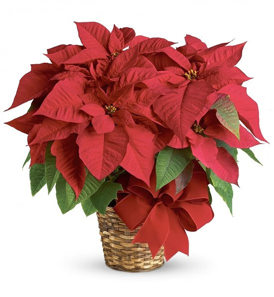 poinsettias
